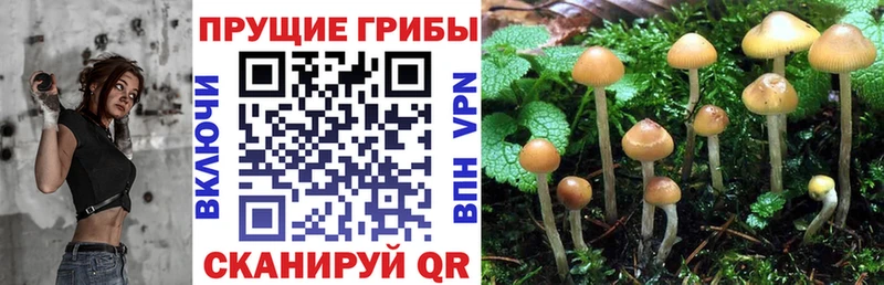 Купить  Заинск  Галлюциногенные грибы GOLDEN TEACHER 